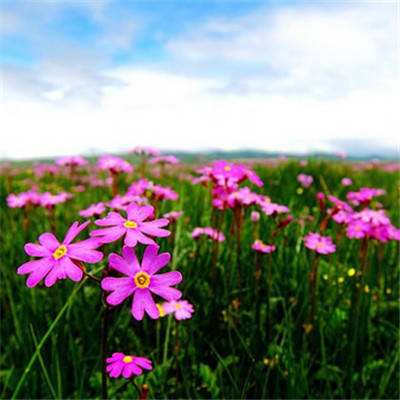 十一选五软件下载安装-登录入口